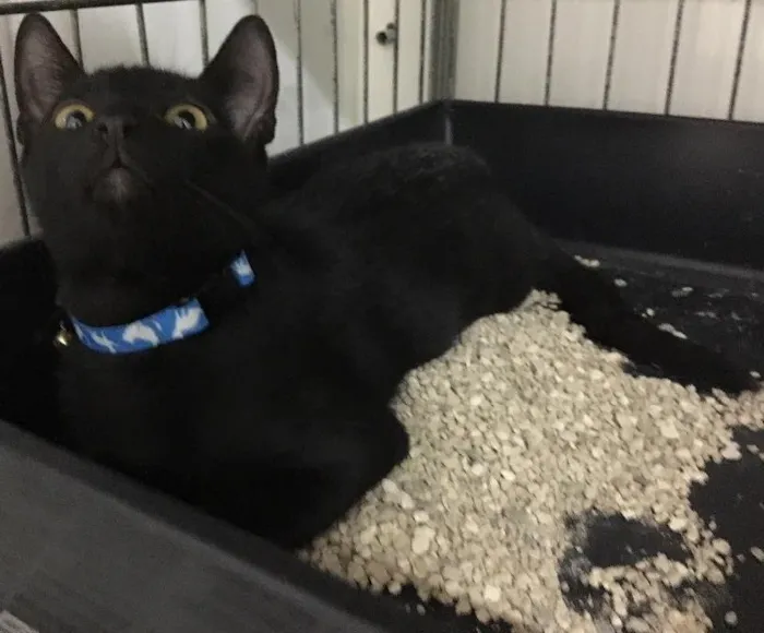 Gato ra a SRD idade 2 a 6 meses nome Veludo