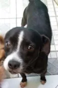 Pretinho