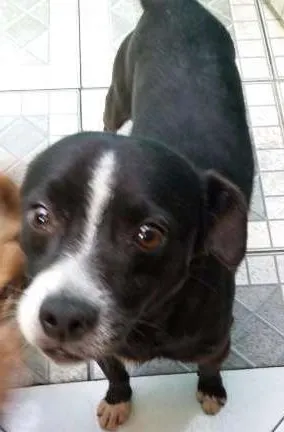 Cachorro ra a Boxer com vira lata idade 2 anos nome Pretinho