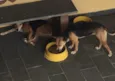 Babi e bianca