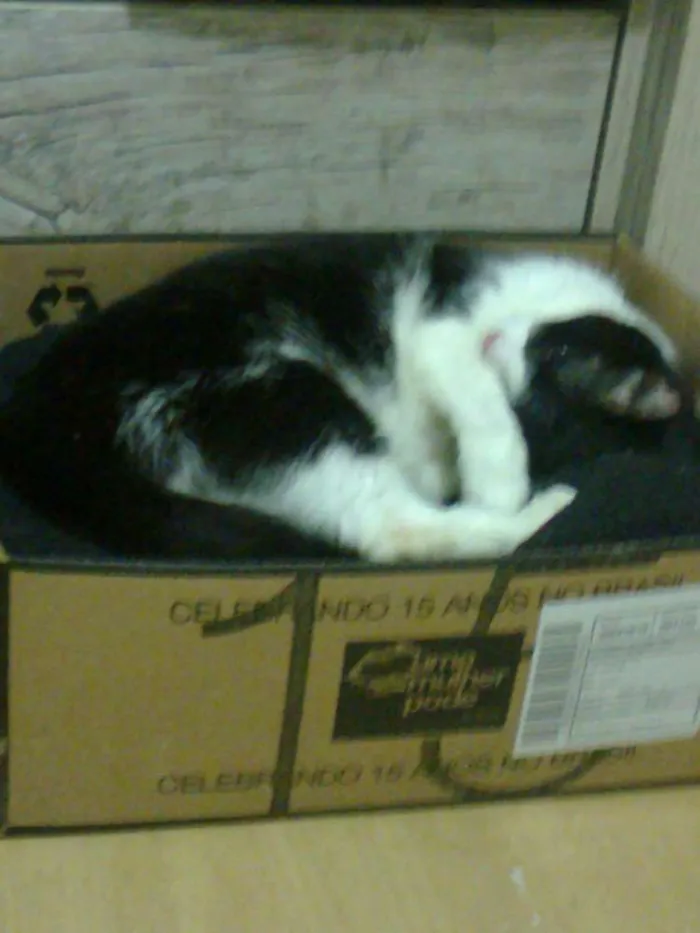 Gato ra a  idade 6 ou mais anos nome frajola