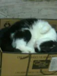 frajola