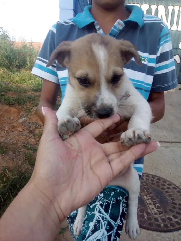 Cachorro ra a não definida  idade 2 a 6 meses nome sem nome 