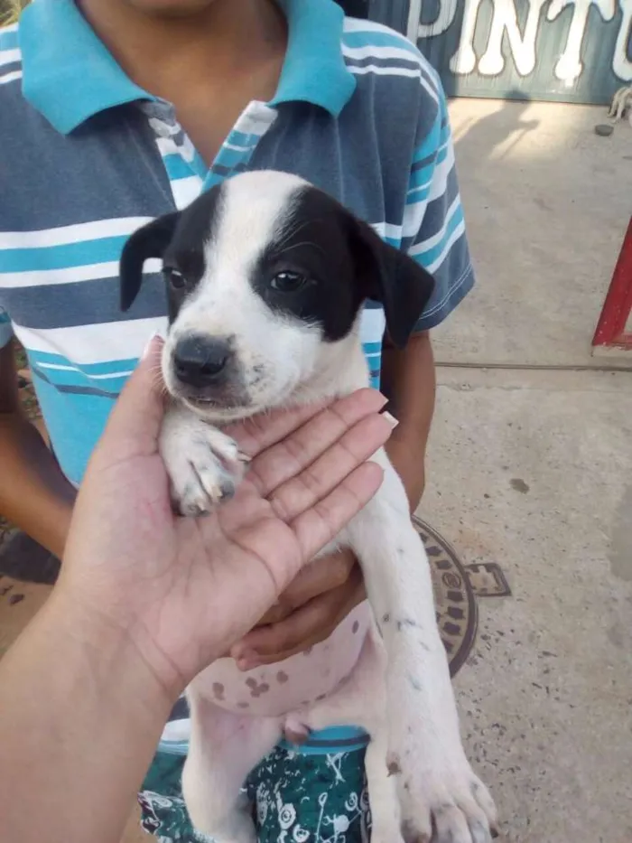 Cachorro ra a não definida  idade 2 a 6 meses nome sem nome 