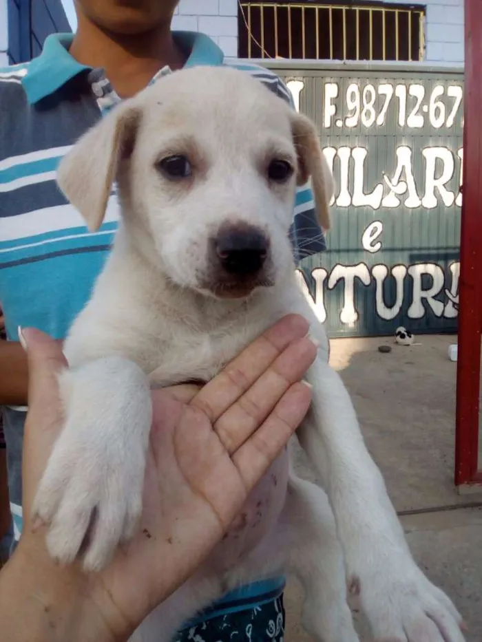 Cachorro ra a não definida  idade 2 a 6 meses nome sem nome 