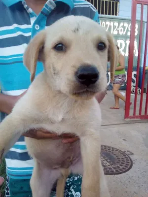 Cachorro raça não definida  idade 2 a 6 meses nome sem nome 