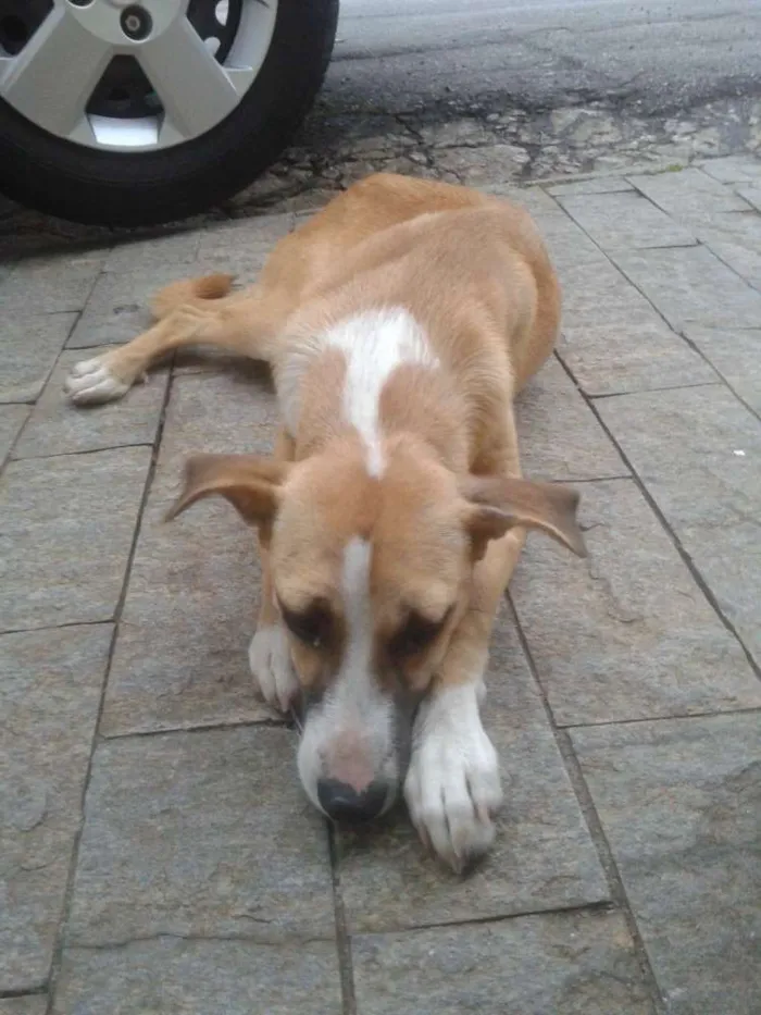 Cachorro ra a SRD idade 7 a 11 meses nome sem nome