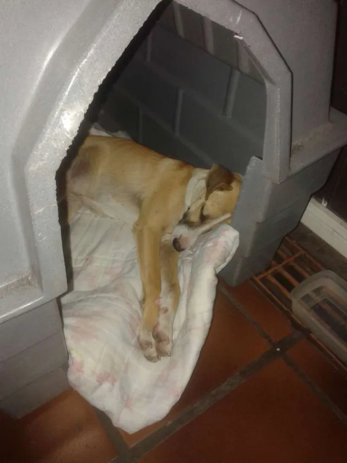 Cachorro ra a SRD idade 7 a 11 meses nome sem nome