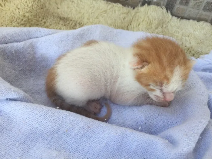 Gato ra a Não sei  idade Abaixo de 2 meses nome Maria gatinha 