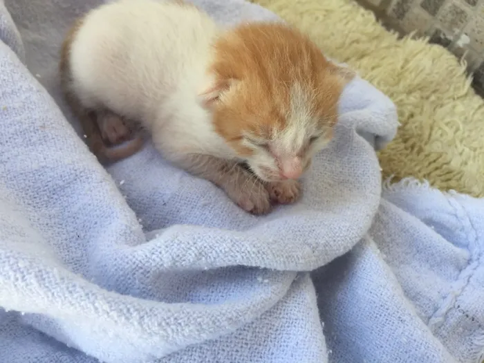 Gato ra a Não sei  idade Abaixo de 2 meses nome Maria gatinha 