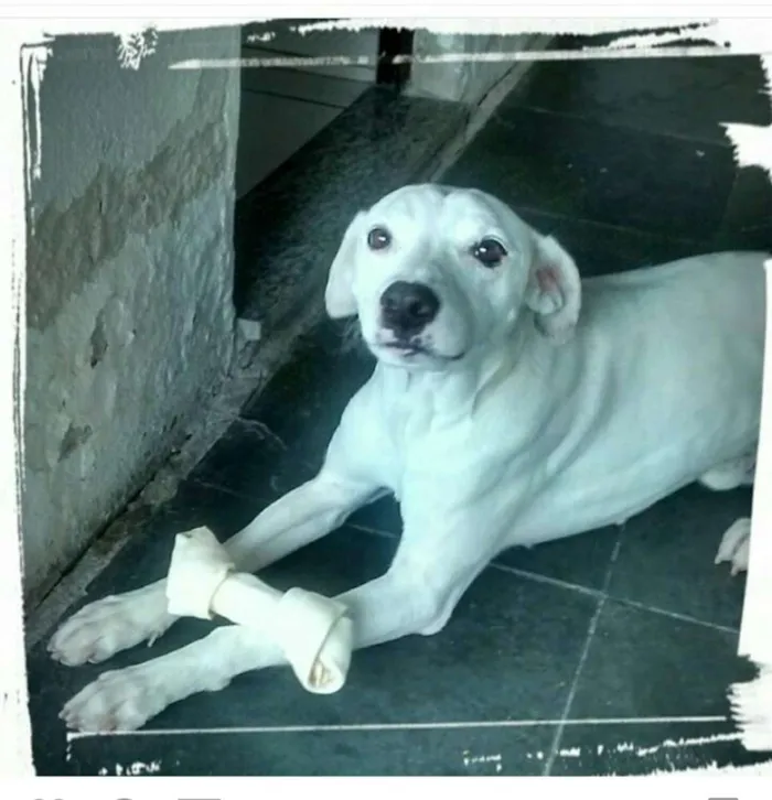 Cachorro raça SRD idade 6 ou mais anos nome Zeus