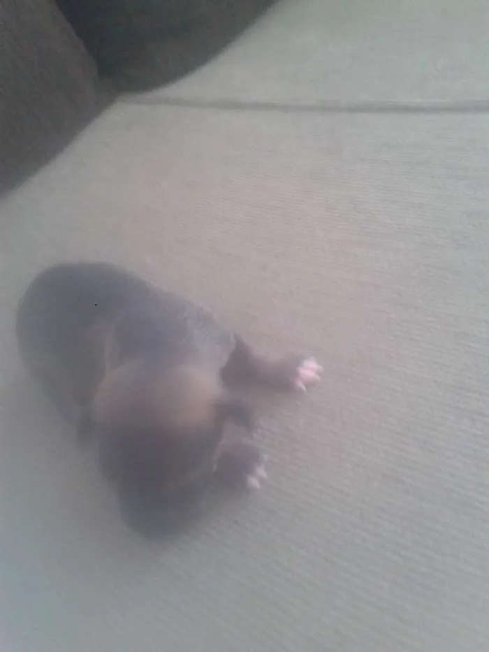 Cachorro ra a SRD idade Abaixo de 2 meses nome TOTO E TOINHA