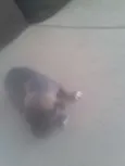 TOTO E TOINHA