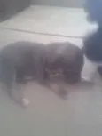 TOTO E TOINHA
