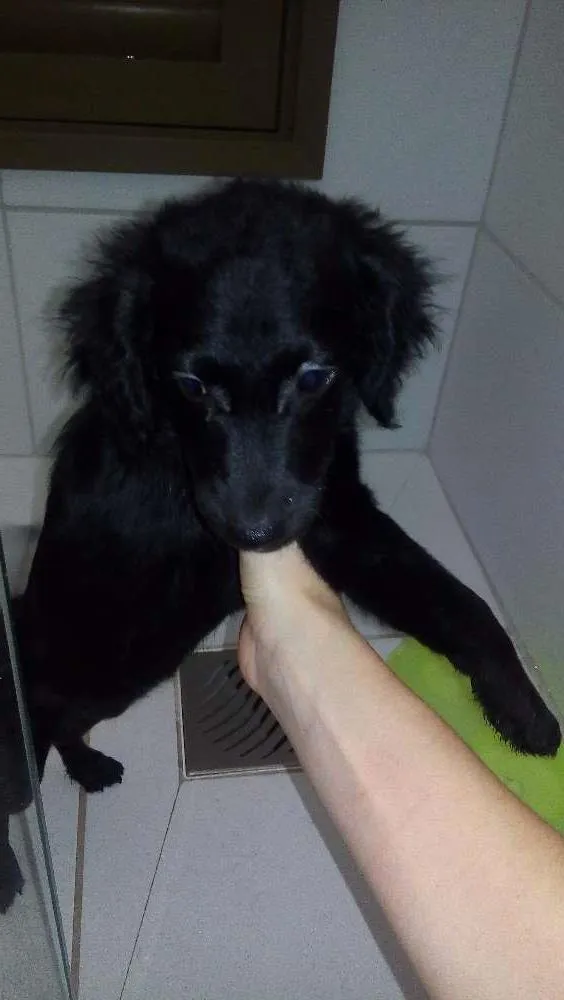 Cachorro ra a Poodle  idade 2 a 6 meses nome Gabi