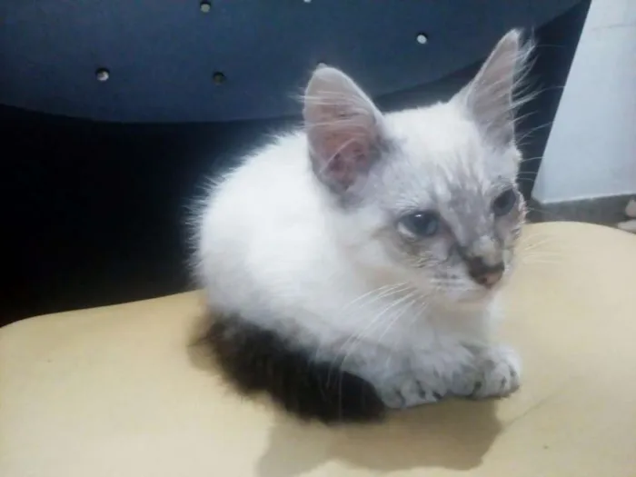 Gato ra a Não sei idade Abaixo de 2 meses nome Stitch