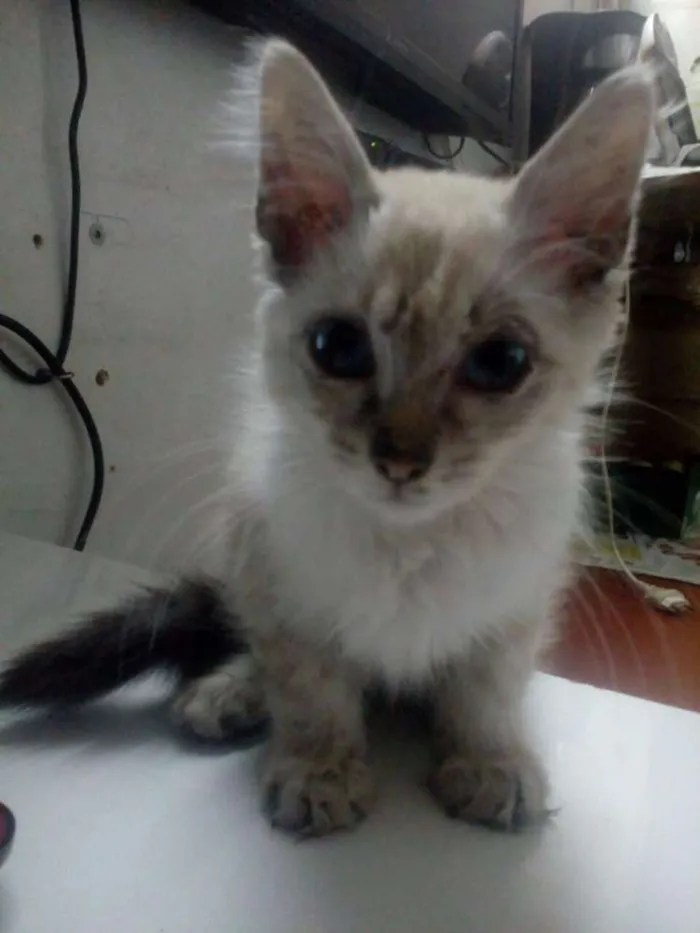 Gato ra a Não sei idade Abaixo de 2 meses nome Stitch