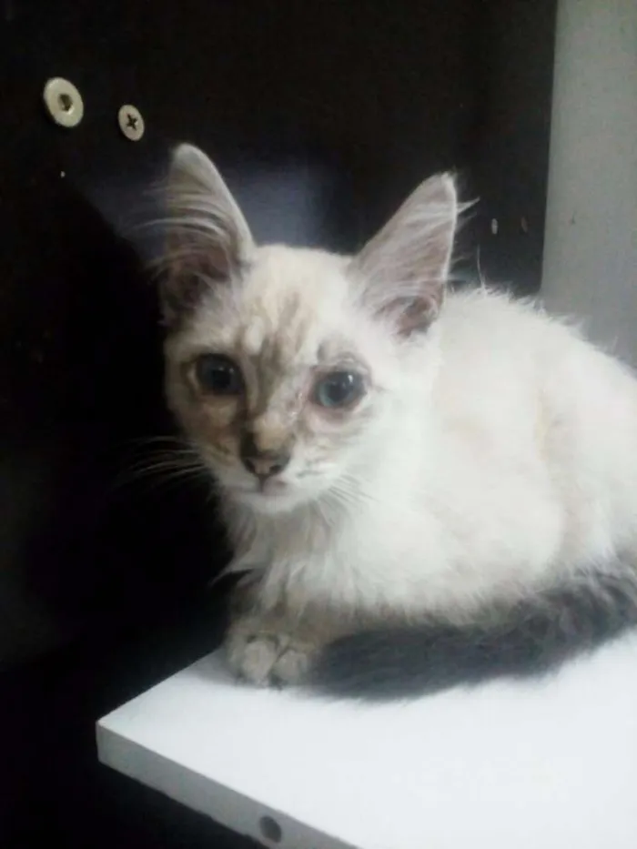 Gato ra a Não sei idade Abaixo de 2 meses nome Stitch