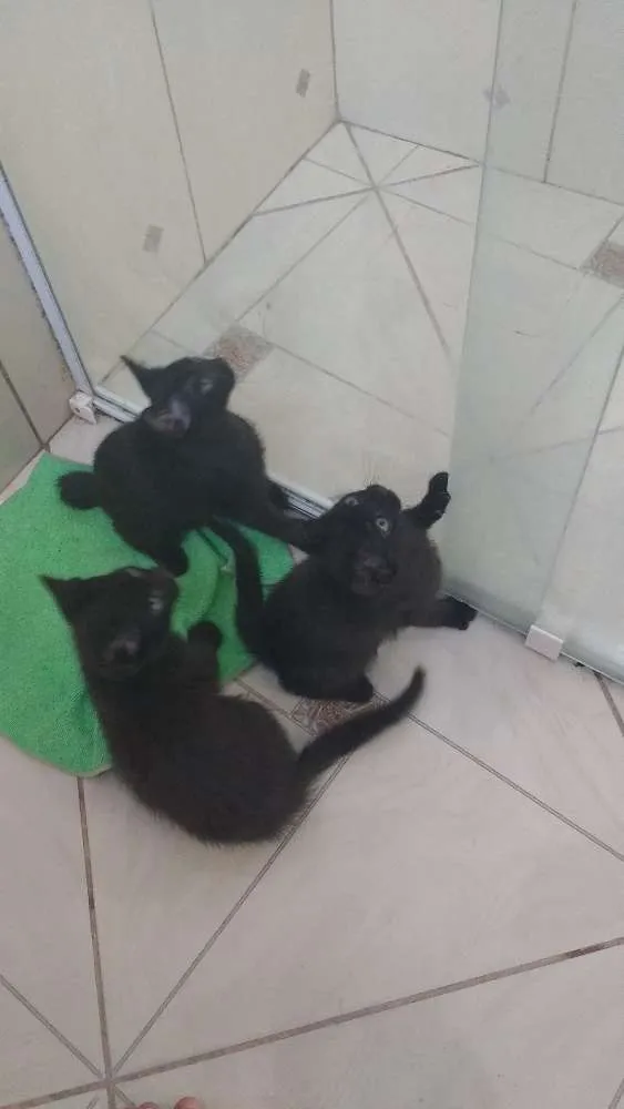 Gato ra a Preto idade 2 a 6 meses nome Não tem nomes ainda