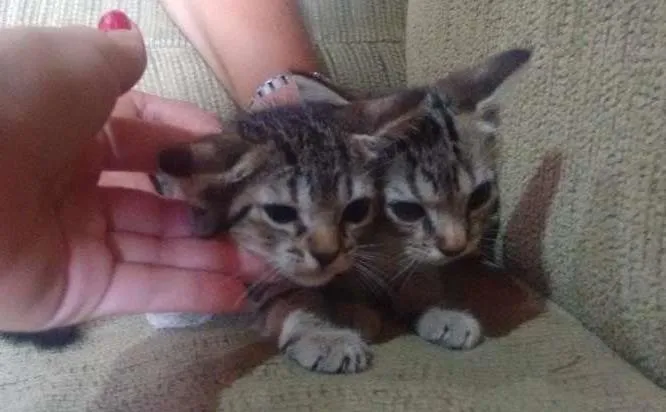 Gato ra a SRD idade Abaixo de 2 meses nome FILHOTES