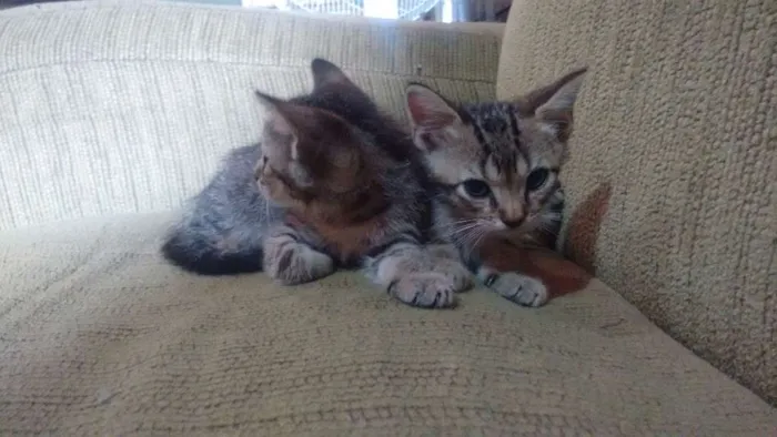 Gato ra a SRD idade Abaixo de 2 meses nome FILHOTES