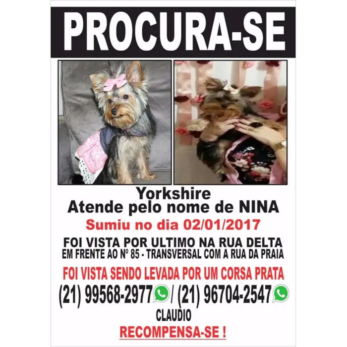 Cachorro ra a Yorkshire idade 7 a 11 meses nome Nina