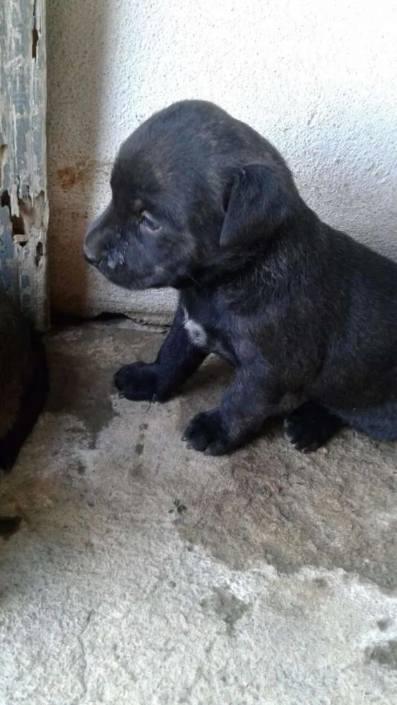 Cachorro ra a Sem racça definida idade Abaixo de 2 meses nome Sem nome