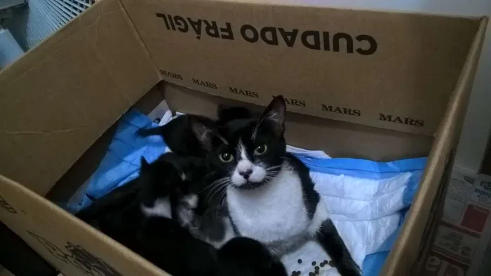 Gato ra a srd idade 1 ano nome Nina