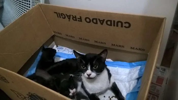Gato ra a srd idade 1 ano nome Nina