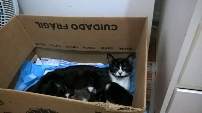 Gato ra a srd idade 1 ano nome Nina