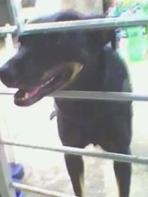 Cachorro raça labrador idade 3 anos nome JUCA