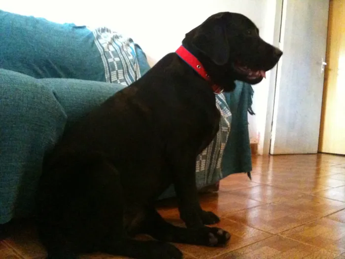 Cachorro ra a Labrador  idade 5 anos nome Pandora