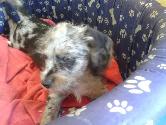 Cachorro ra a  idade 2 a 6 meses nome Bolota