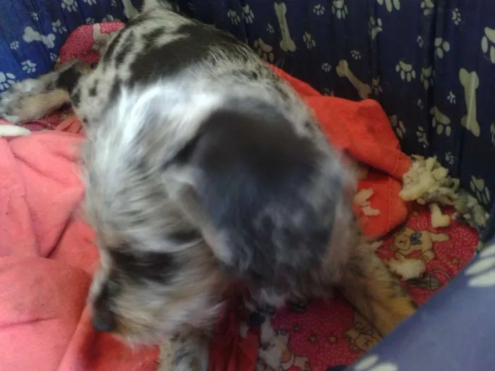 Cachorro ra a  idade 2 a 6 meses nome Bolota