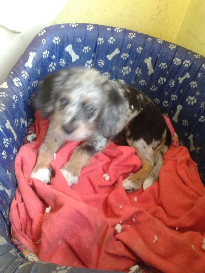 Cachorro ra a  idade 2 a 6 meses nome Bolota