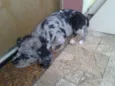 Bolota