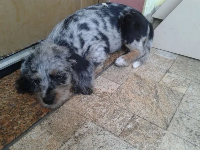 Cachorro ra a  idade 2 a 6 meses nome Bolota