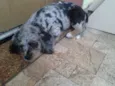Bolota
