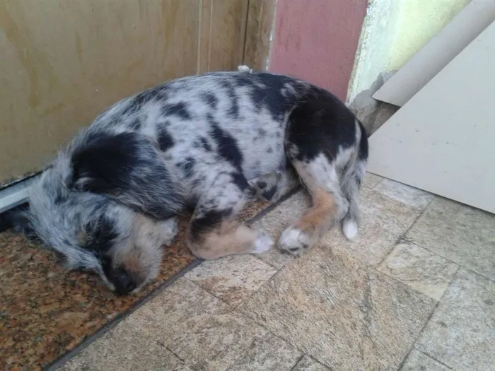 Cachorro ra a  idade 2 a 6 meses nome Bolota