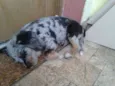 Bolota