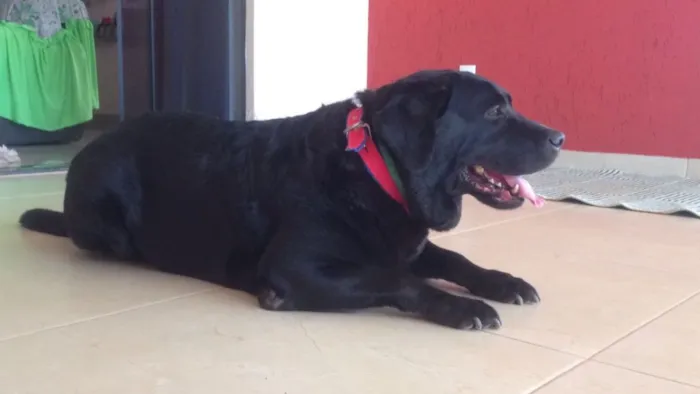 Cachorro ra a LABRADOR  idade 5 anos nome PANDORA