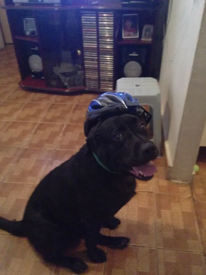 Cachorro ra a LABRADOR  idade 5 anos nome PANDORA