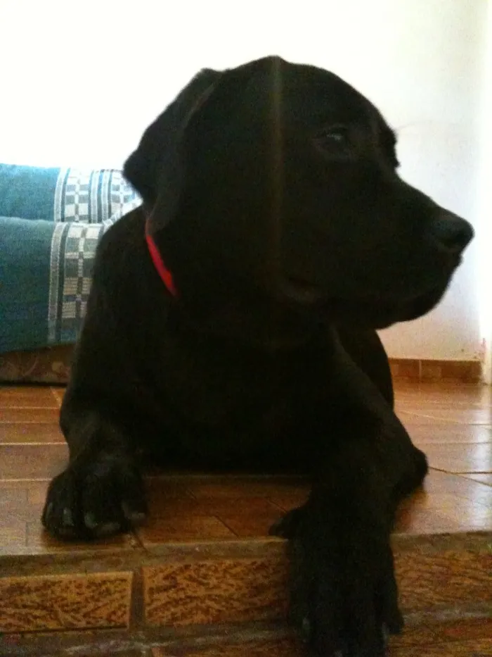 Cachorro ra a LABRADOR  idade 5 anos nome PANDORA