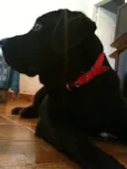 PANDORA