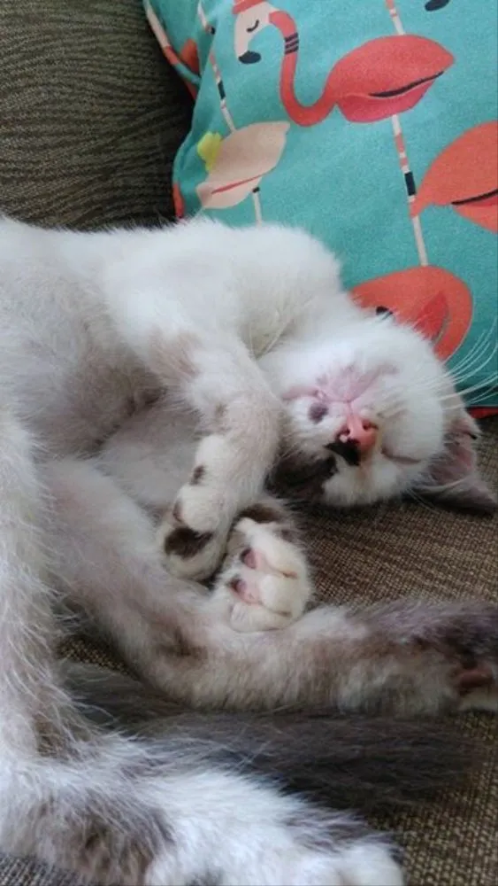 Gato raça Viralata idade Abaixo de 2 meses nome Marylin