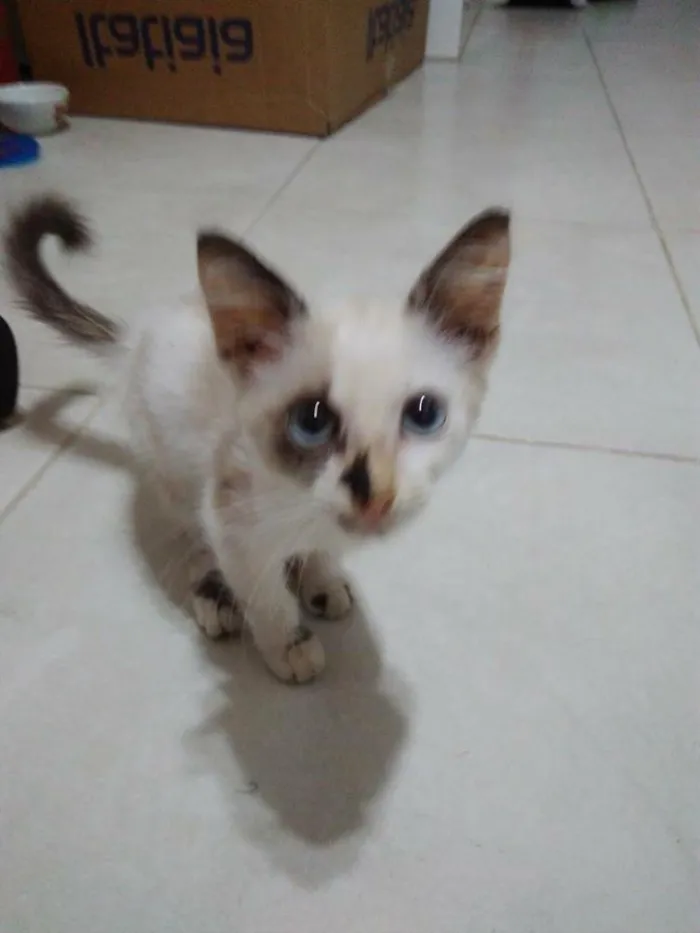 Gato raça Viralata idade Abaixo de 2 meses nome Marylin