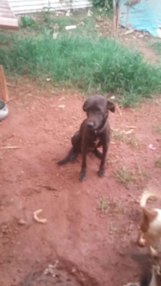 Cachorro ra a Virá lata idade 1 ano nome Pantera