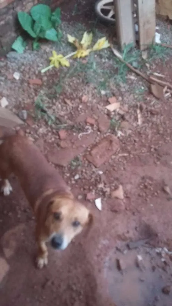 Cachorro ra a Vira lata idade 1 ano nome Fred