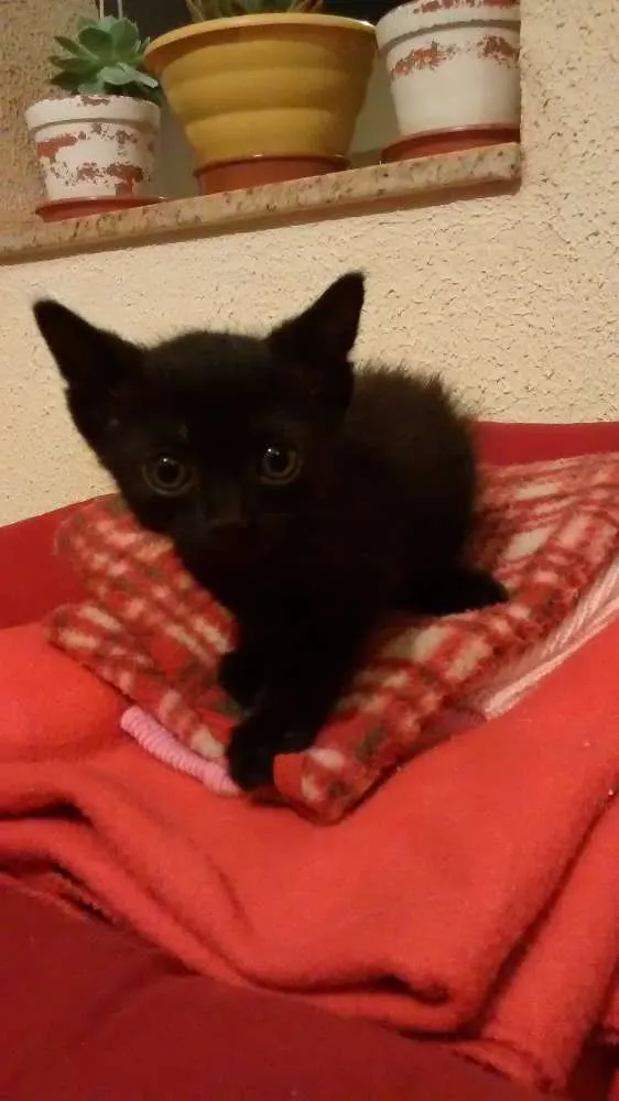 Gato ra a SRD idade 2 a 6 meses nome Anastácia