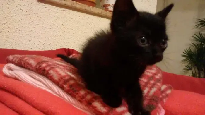 Gato ra a SRD idade 2 a 6 meses nome Anastácia